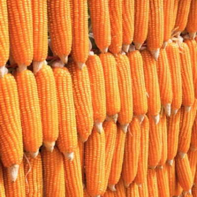 maize.eth Ethereum Name Service (ENS and .eth domain) PFP