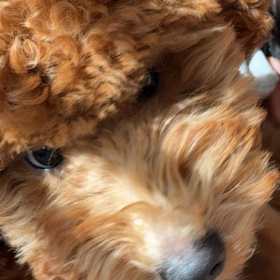 z (zionenglish.eth) Ethereum Name Service (ENS and .eth domain) PFP